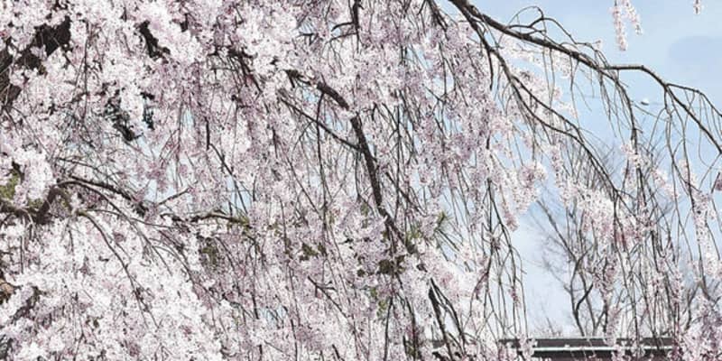 しだれ桜、山門を彩る　栗原・円鏡寺
