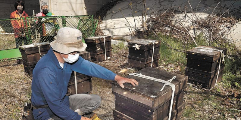 「西公園産」蜂蜜、今年も　仙台で社会実験　自然環境の豊かさ発信