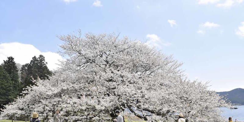 箱根・芦ノ湖　樹齢100年「湖畔の一本桜」見頃に