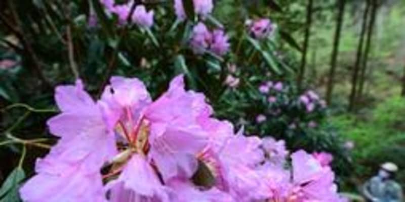 雨露にしっとり　淡いピンク輝くシャクナゲ　兵庫・神戸
