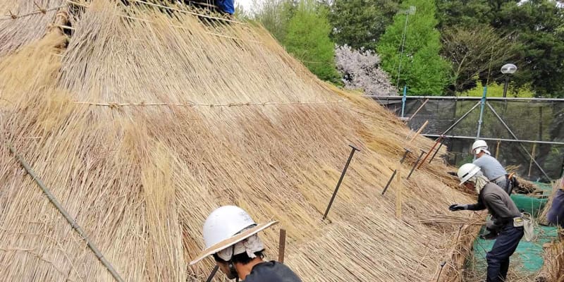 神奈川・大和の古民家「旧小川家住宅」、かや屋根のふき替え始まる　5月に終了予定