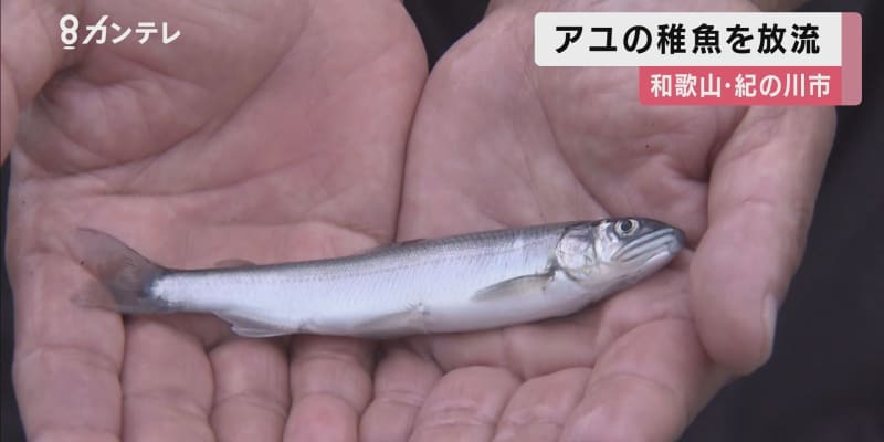 和歌山・紀の川で稚アユの放流　5月15日に「鮎釣り解禁」へ　今年は「天然アユの遡上」も好調