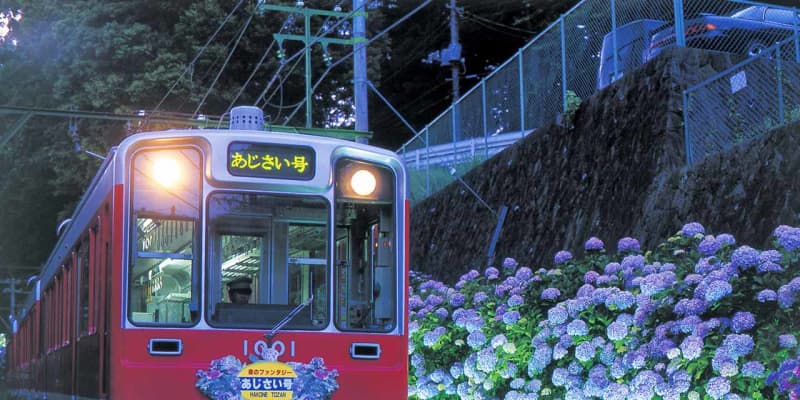 「箱根あじさい電車」2年ぶり再開　夜のあじさい号は運行せず　箱根登山鉄道