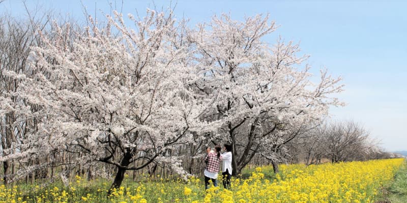 桜と菜の花 咲き競う　秋田・大潟
