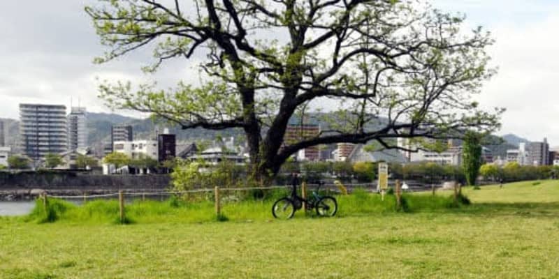 広島市中区の本川河川敷に「じか火」跡　2カ所発見、芝生「損傷」は市条例違反