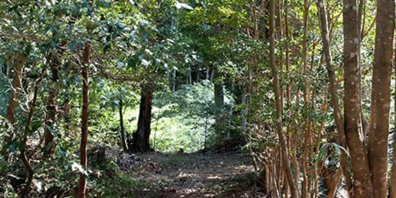 山中で白骨遺体、50～60代男性か　マングース捕獲作業中に発見　沖縄・東村