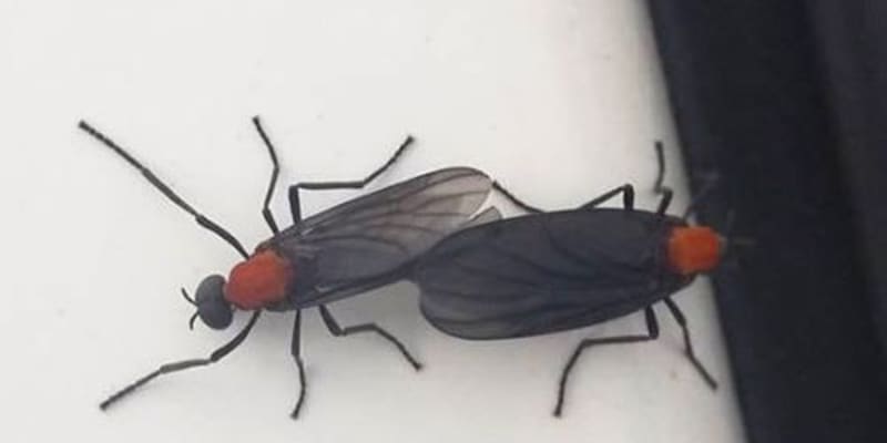 「交尾虫」「愛の虫」沖縄で大量発生　ペアで飛ぶ外来種、その生態は？