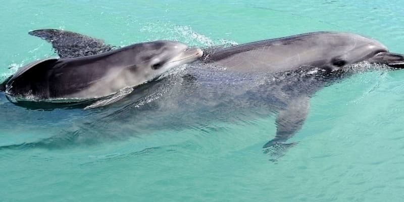 「無事に生まれてよかった」イルカの赤ちゃん誕生　沖縄で人工授精【動画あり】