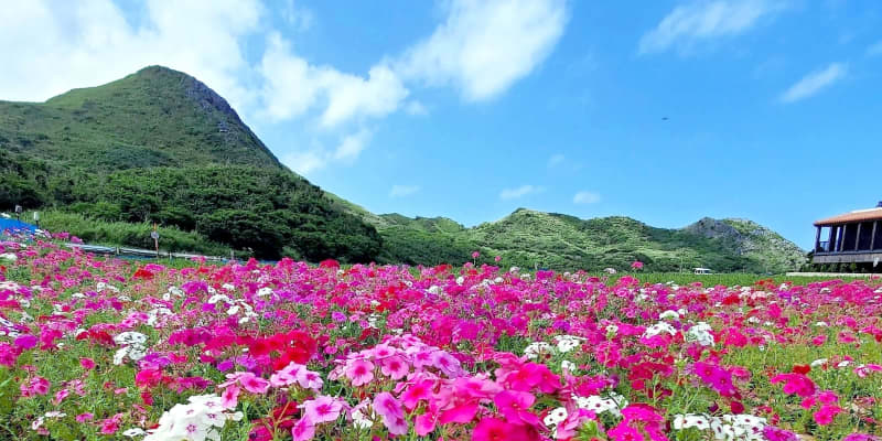 ピンク・白・薄紫色のフロックス満開　色とりどりの花畑に　沖縄・渡名喜村