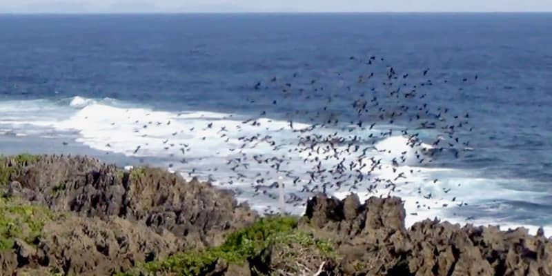 ヒヨドリの群れ、沖縄・辺戸岬から旅立つ　海面スレスレの飛行【動画でとらえた】