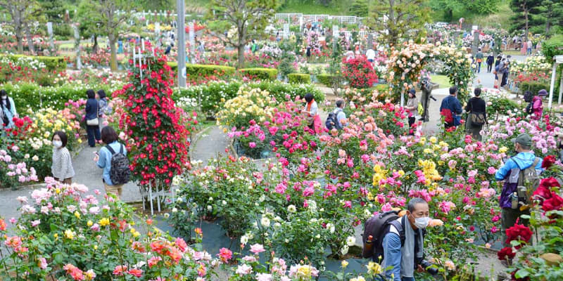 川崎・生田緑地ばら苑　2年ぶり春の一般開放