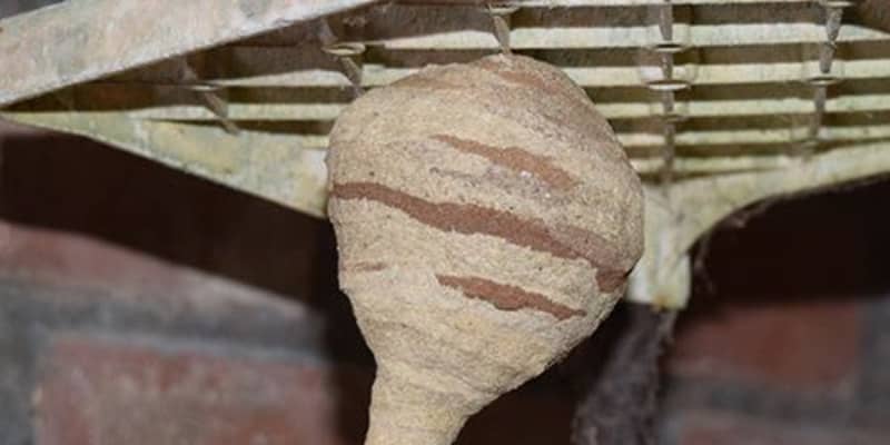 まるで陶芸？　長さ10センチの蜂の巣、民家の玄関に出現