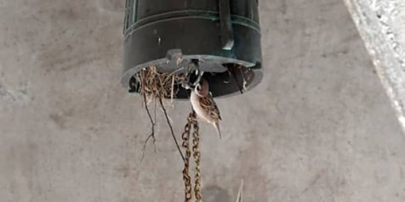 鐘の中にスズメの巣「撤去せず見守る」　広島市「原爆の子の像」