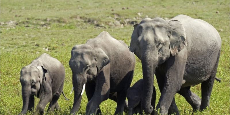 ゾウ18頭の死体見つかる、落雷が原因か　インド・アッサム州
