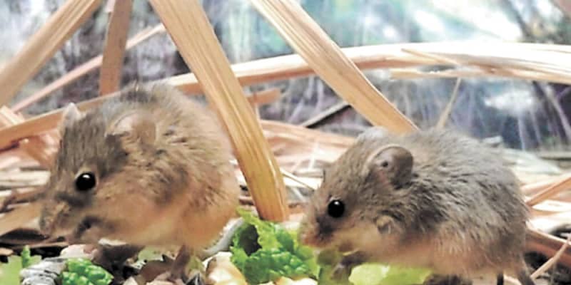 国内最小カヤネズミの繁殖成功　仙台うみの杜水族館