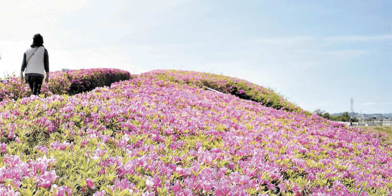 石巻・運河交流館のツツジ満開　赤紫の花咲き誇る