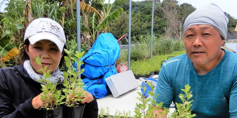 「世界一品質がいい」　天然素材の白髪染めヘナ　沖縄の離島でスクスク栽培