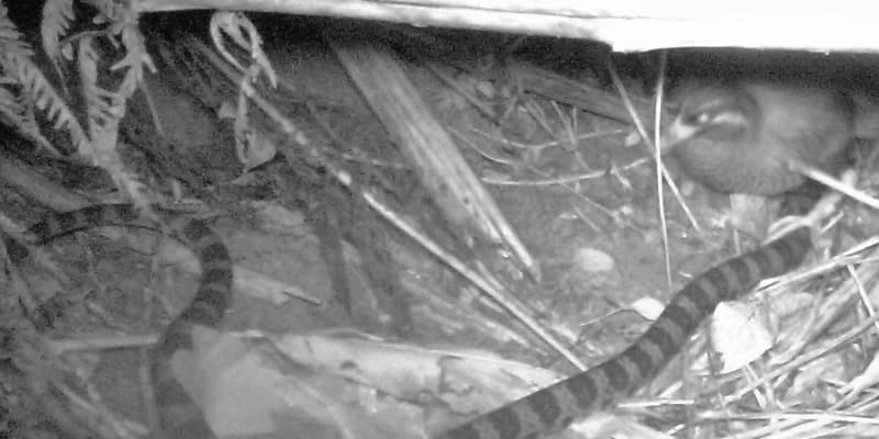 巣に侵入したヘビに足を載せて「退治」　沖縄で天然記念物の親鳥がヒナと卵を守る