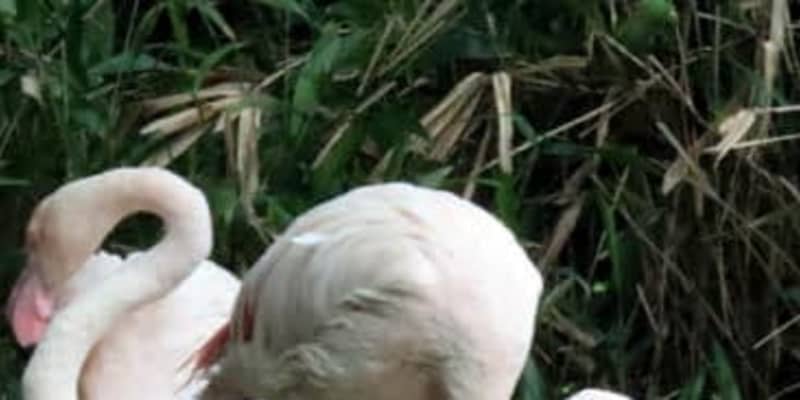 オオフラミンゴ、3羽のひな誕生　広島・安佐動物公園