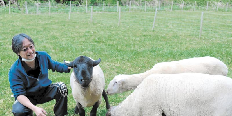 「わかめ羊」ブランド化　飼育頭数、順調に増加＜気仙沼・南三陸ウイーク＞