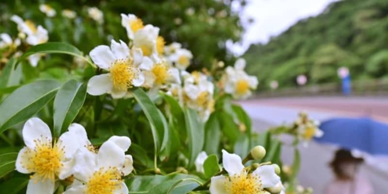 【沖縄のニュースを声でお届け！】5/26（水）イジュの花香る季節！