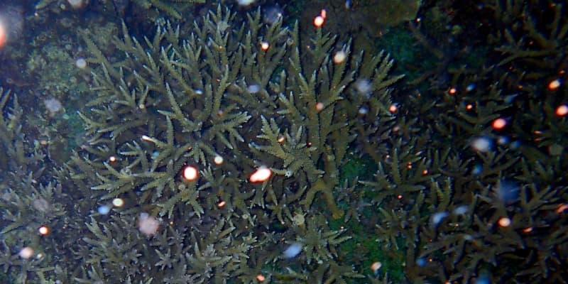 【動画あり】命のゆりかご　サンゴ産卵　埋め立て進む沖縄の大浦湾