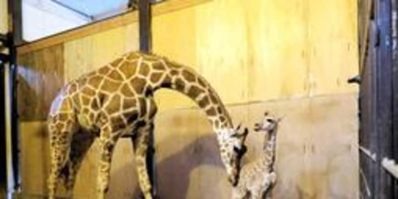 キリンの赤ちゃん25年ぶり誕生　兵庫の動物園「久しぶりの明るいニュース」