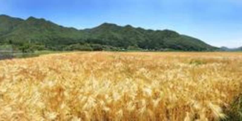 波打つ黄金色の実り　大麦の収穫始まる　兵庫・三田