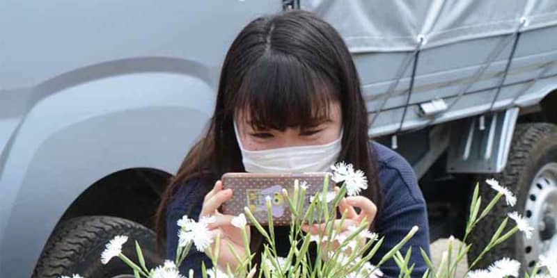 可憐に咲き誇る「カワラナデシコ」、神奈川・秦野で見頃