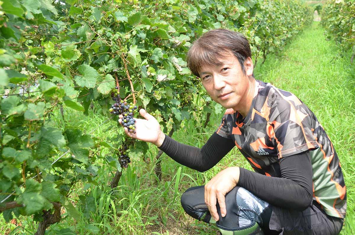 本当の「鎌倉ワイン」を 　ブドウ栽培家兼醸造家・夏目真吾さん　紆余曲折経て今秋誕生