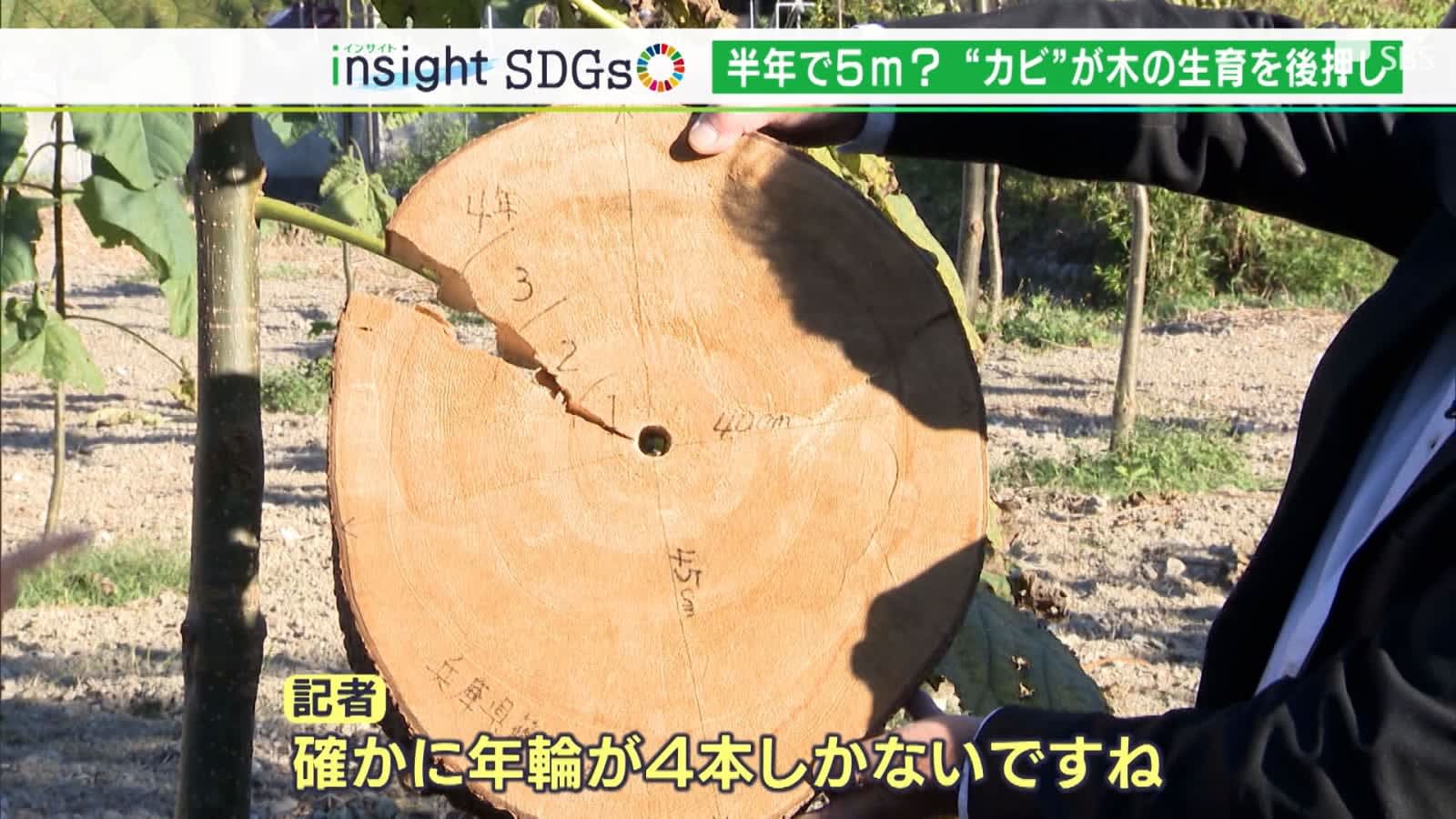 「年輪が4本しかない」5年で15mに！あっという間に伸びる木が地球温暖化防止の救世主に【SDGs】
