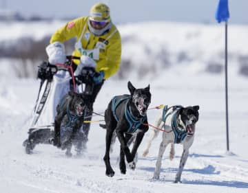 輝く雪原、犬ぞりで疾走　4年ぶり、稚内でレース