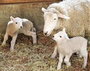 ヒツジの赤ちゃん次々誕生　マザー牧場で出産ラッシュ　体重測定イベント、記念写真も　千葉・富津