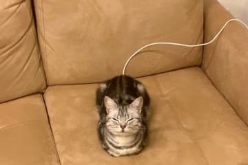 猫界の橋本環奈ほか総いいね200万超え！バズ猫博覧会