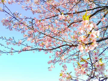 【おゆみ野】美しき早咲き桜でもうお花見!バードウオッチングも楽しめる@有吉貝塚公園