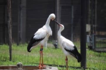 【野田】こうのとりの里など、バスで巡る魅力発見ツアー