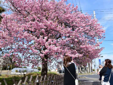 きょうから3月、河津桜が見頃　白子の海岸通り沿いに500本、夜はライトアップ　5日イベントも
