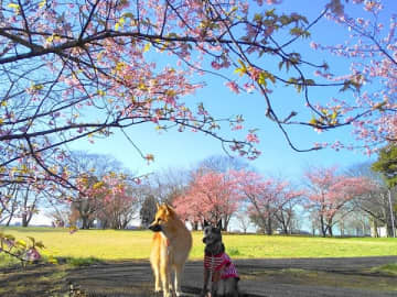 【千葉で遊ぼう！】おでかけ日和の行先はここで決まり♪グルメ＆おでかけスポット人気記事