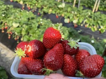 希少品種の「真紅の美鈴」も食べ放題！「石田農園」でいちご狩り＠山武市