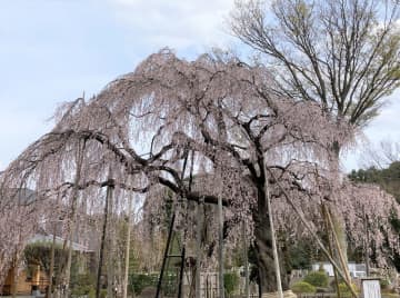 音楽イベントやマルシェも！清瀧院の「瀧櫻まつり」