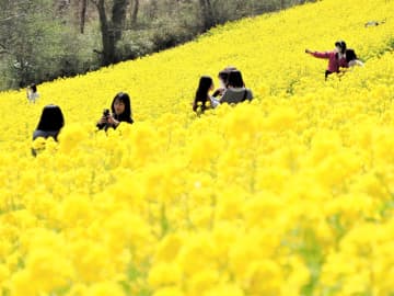 春らんまん、山を彩る350万本　マザー牧場で菜の花満開　千葉・富津