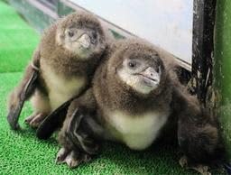 身を寄せ合う2羽の赤ちゃんペンギン＝ヨーデルの森