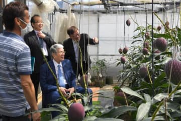 マンゴー農園を視察する野村哲郎農相（右から2人目）＝18日午前、宮崎市阿波岐原町