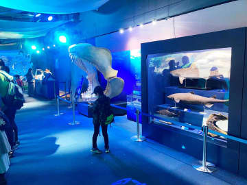 さまざまな角度からサメの魅力を紹介する「サメ展」＝藤沢市の新江ノ島水族館