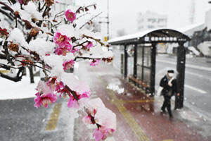湿った雪が降り積もった紅梅の花＝18日午後0時15分、福島市森合町
