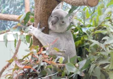 初めて展示されたコアラのアーチャー＝18日、鹿児島市平川町の平川動物公園