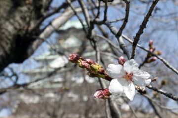 大阪城公園で開花した標本木のソメイヨシノ＝19日午後、大阪市
