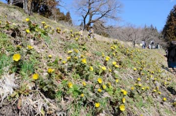 日当たりの良い斜面で咲き始めた福寿草