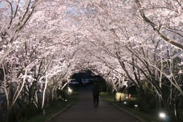 桜並木のライトアップ