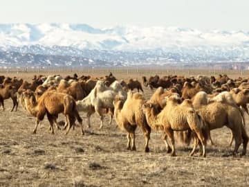 新疆ウイグル自治区では昔、荷物を輸送する手段としてラクダが重宝され、「砂漠の舟」とも呼ばれました。